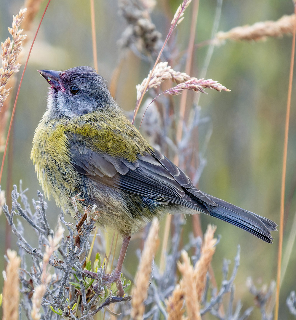 image Patagonian Sierra-Finch